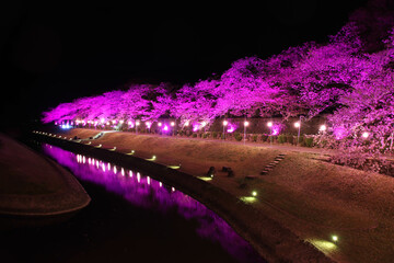 愛媛県愛南町　南楽園の夜桜