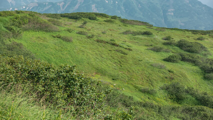 Obraz premium The hillside is covered with green vegetation. In the distance, in a meadow, tiny silhouettes of a bear and two white dogs are visible. Kamchatka