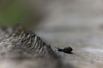 slow snail macro garden nature is small