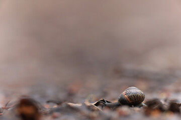 slow snail macro garden nature is small
