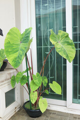 Colocasia esculenta, Lemon Lime Gecko or Colocasia plant