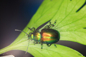 macro small beetle nature insect garden