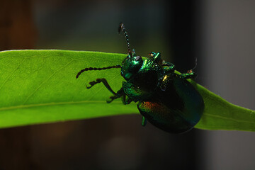 macro small beetle nature insect garden