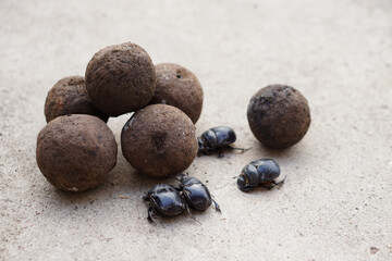 Pile of soil dung balls and dung beetles. Roll dung into round balls. Concept : weird wildlife animals.           
