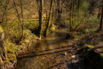 Obraz premium path in the forest