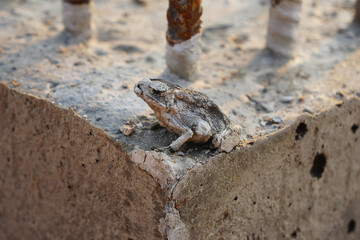 The toad was staffed on concrete to death.
