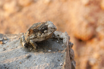 The toad was staffed on concrete to death.