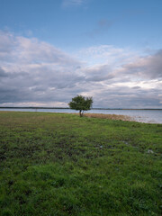 Fototapeta na wymiar The Achterwasser coast with a lonely tree in the wetland near Goermitz, Mecklenburg-Western Pomerania, Germany