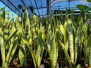 ornamental plants Sansevieria or mother-in-law's tongue planted in pots as decoration on the outside terrace, mother-in-law's tongue flowers in the flower market