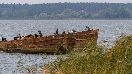 A shipwreck on the Achterwasser coast in Warthe, Mecklenburg-Western Pomerania, Germany - obrazy, fototapety, plakaty