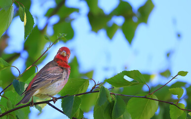 small bird in the wild in the forest