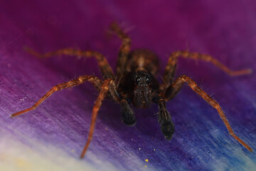 macro small beetle nature insect garden