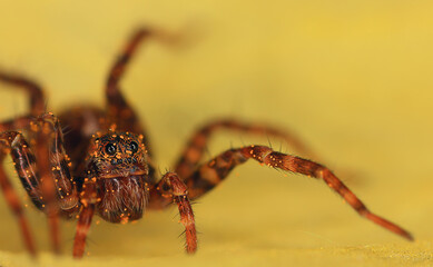spider macro insect increase in detail