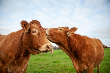 East-Flanders, Belgium - November 11, 2020. Close-up of two cows looking affectionally at each other.