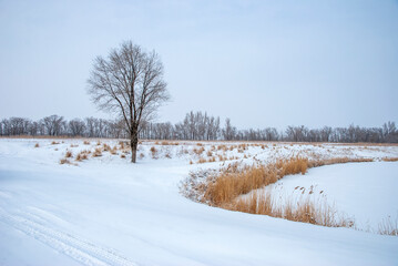 Fototapeta na wymiar winter landscape with trees
