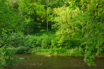 Obraz premium Big Tree and River&nbsp;in Summer Park