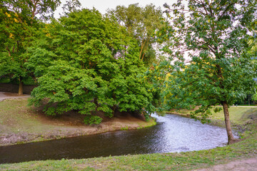 Big Tree and River in Summer Park