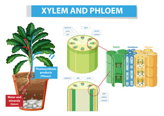 Diagram showing xylem and phloem in plant - obrazy, fototapety, plakaty