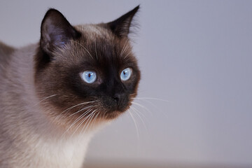 Siamese cat. Household pet. Young cat