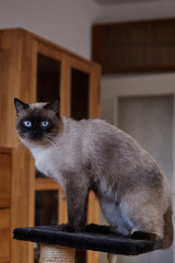 Siamese cat. Household pet. Young cat