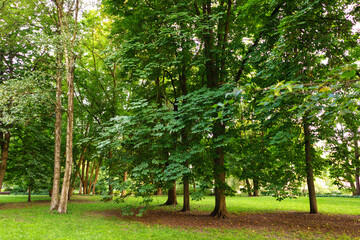 Big Tree in Summer Park