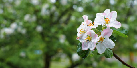 Fototapeta premium Spring nature. Wet white-pink flowers of a blossoming tree in rainy weather. Close-up, selective soft focus, copy space