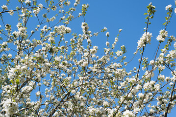 Springtime, tree blooming with white flowers against a blue sky on a sunny day, outdoors