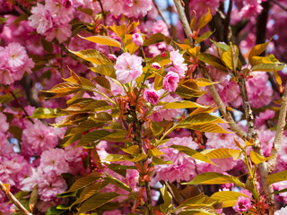 Prunus serrulata  'Kanzan' ou cerisier à fleurs du Japon aux rameaux couvert de bourgeons rouges...