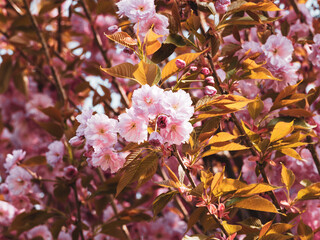 Obraz premium Prunus serrulata 'Kanzan' ou cerisier à fleurs du Japon aux rameaux couvert de bourgeons rouges s'ouvrant en fleurs doubles rose framboise dans un feuillage bronze