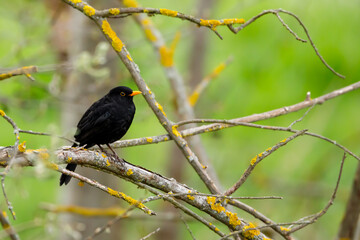 A blackbird in the hedges