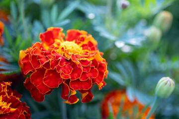 Close-up of beautiful marigold flower in the garden. Gardening and floriculture concept