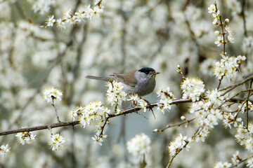 A european blackcap bird in the hedge