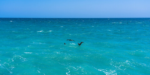 Obraz premium Black pelicans land on the water to rest in the green waves of the Atlantic Ocean. Ocean, storm, waves, stunning colors of water and sky.