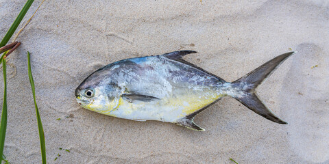 Pompano fish caught in the Atlantic Ocean lies on sand. Melbourne Beach, Florida