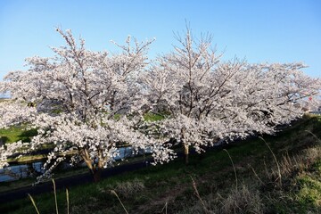 日本の河川敷の満開の桜