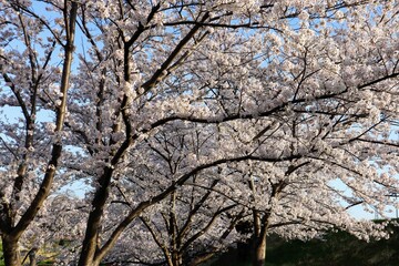 日本の美しい青空と桜のクローズアップ