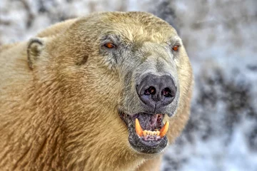 Deurstickers polar bear close up © Erling