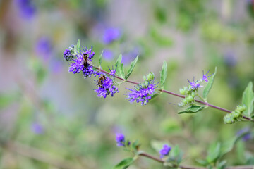 Delicate blue flowers and green leaves of Bluebeard Caryopteris x clandonensis plant in a a garden in a sunny summer garden, floral background.