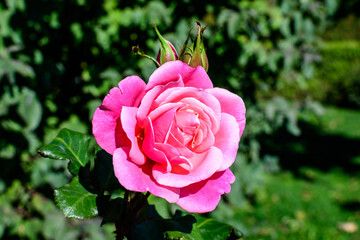 Close up on one delicate fresh vivid pink magenta rose and green leaves in a garden in a sunny summer day, beautiful outdoor floral background photographed with soft focus.