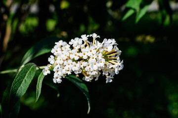 Many small small flowers of Buddleja davidii plant, known as summer lilac, butterfly bush, or orange eye, in full bloom and green grass in a sunny spring garden, beautiful outdoor floral background.