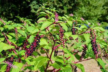 Small black poisonous fruits of Phytolacca plant, also known as pokebush, pokeberry, pokeroot or poke sallet and green leaves in a garden in a sunny autumn day, beautiful outdoor floral background