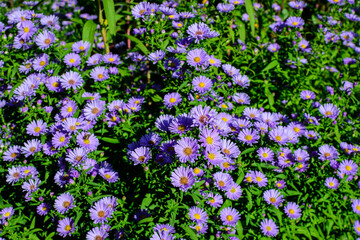 Many small vivid blue flowers of Aster amellus plant, known as the European Michaelmas daisy, in a garden in a sunny autumn day, beautiful outdoor floral background photographed with soft focus