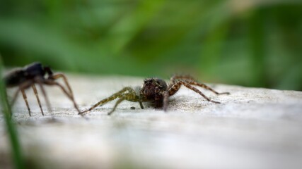 Spiders