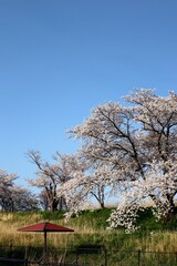 日本の河原の満開の桜の風景