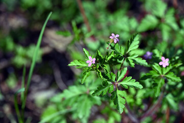 Geranium purpureum (little robin) is a herb (family Geraniaceae) with pink flowers and lobed leaves found in the San Francisco Bay area and central coast .