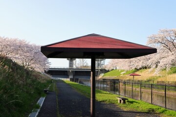 日本の河川敷の春の風景