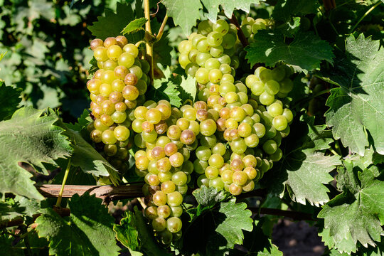 Closeup of ripe organic white grapes and green leaves in vineyard in a sunny autumn day .