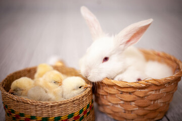 Easter bunny in a basket with chickens