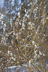 Fluffy budding buds on willow branches in the background of a beautiful bokeh
