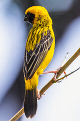 The Asian golden weaver (male) on the branch in Thailand.